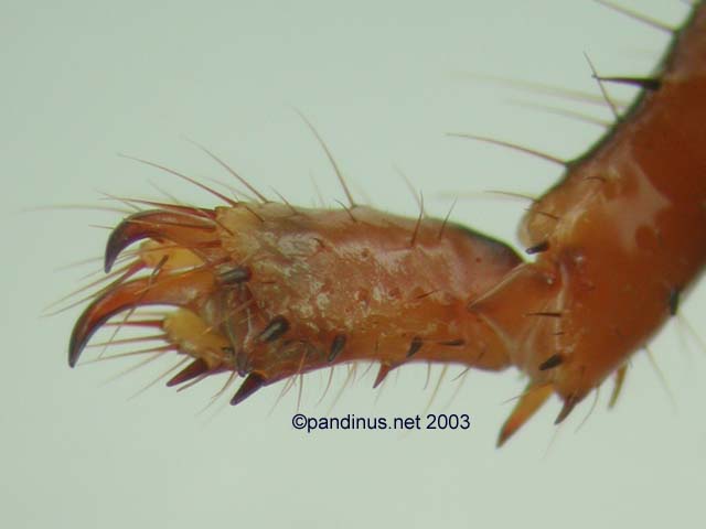 Scorpiones & Theraphosidae